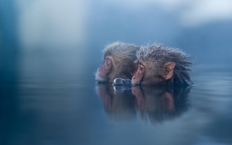 Two Monkeys in Water — Blue