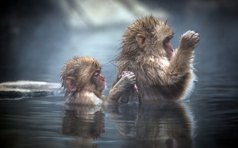 Two Monkeys in Water — Brown, Calm, Photograph