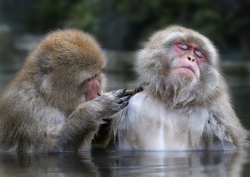 Two Monkeys in Water — Brown, Calm