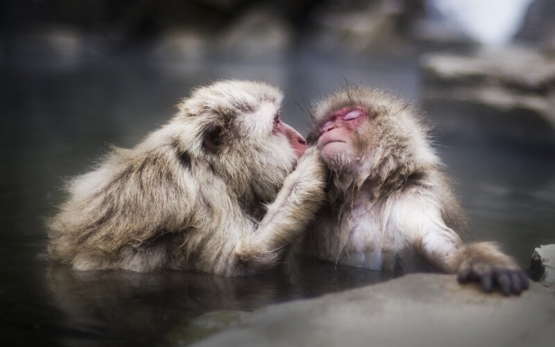 Two Monkeys in Water — Gray, Calm, Photograph