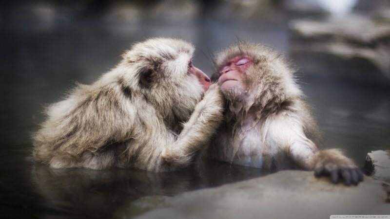 Two Monkeys in Water — Gray, Calm