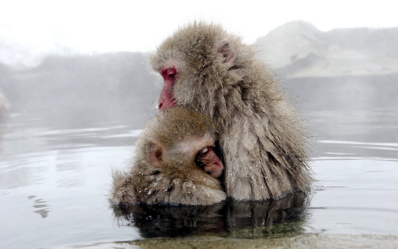 Two Monkeys in Water