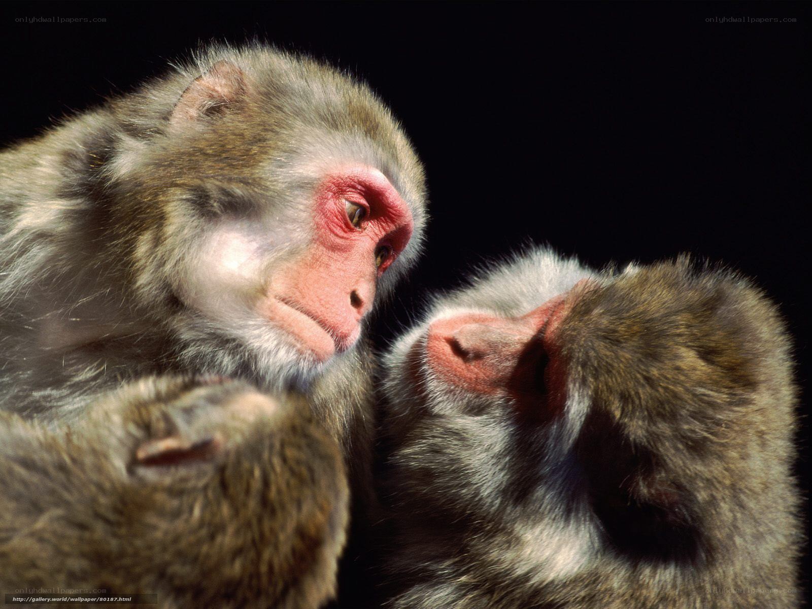 Two monkeys interacting