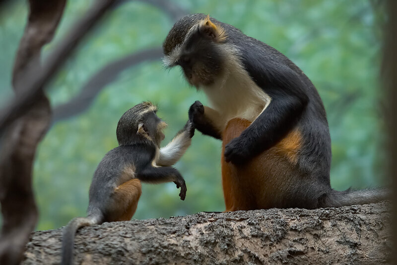 Two Monkeys on a Branch — Green, Calm