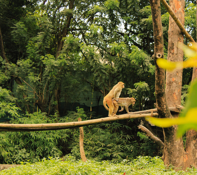 Two Monkeys on a Branch — Green