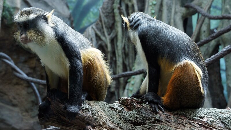 Two monkeys on a branch