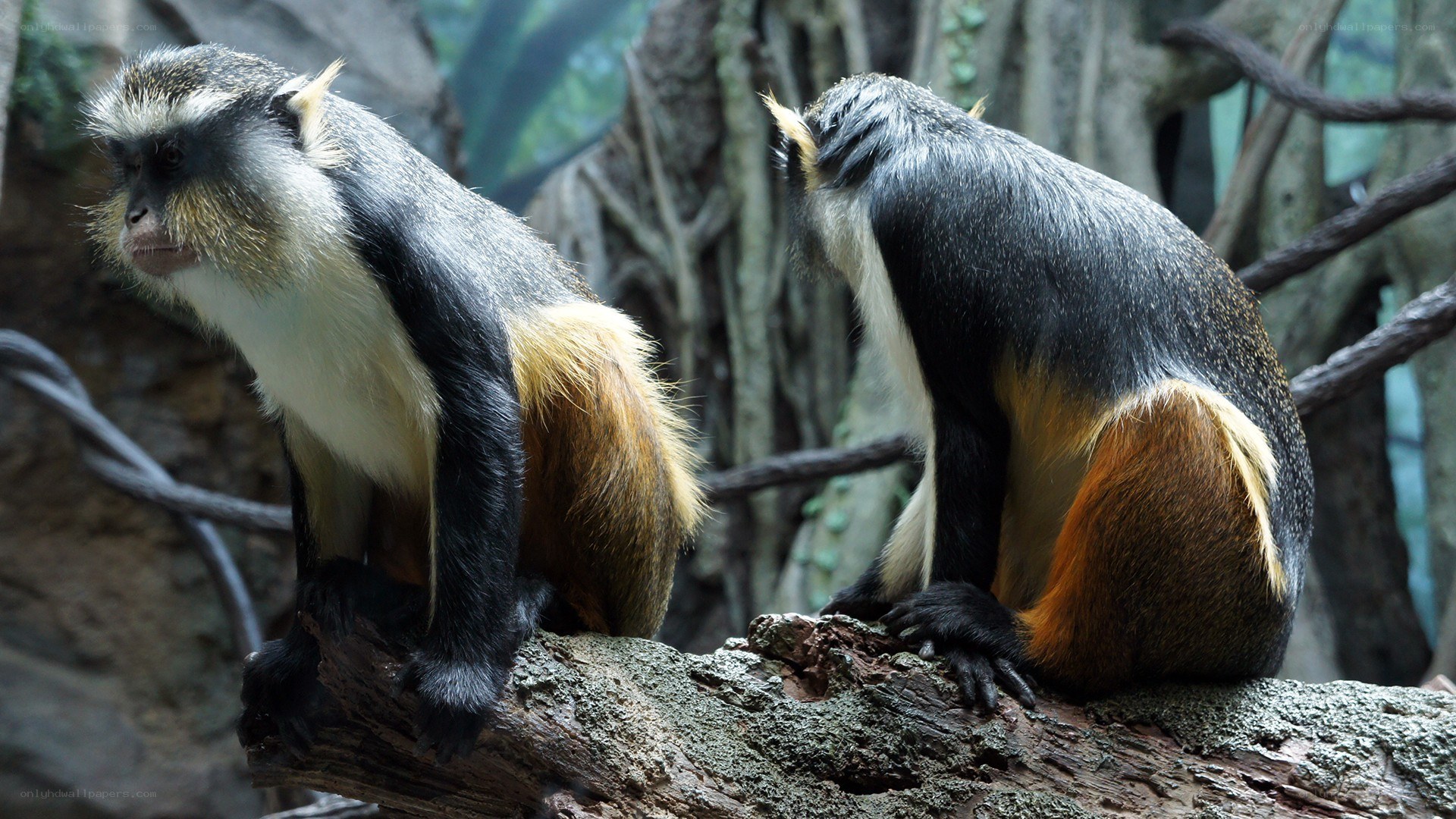 Two monkeys on a branch