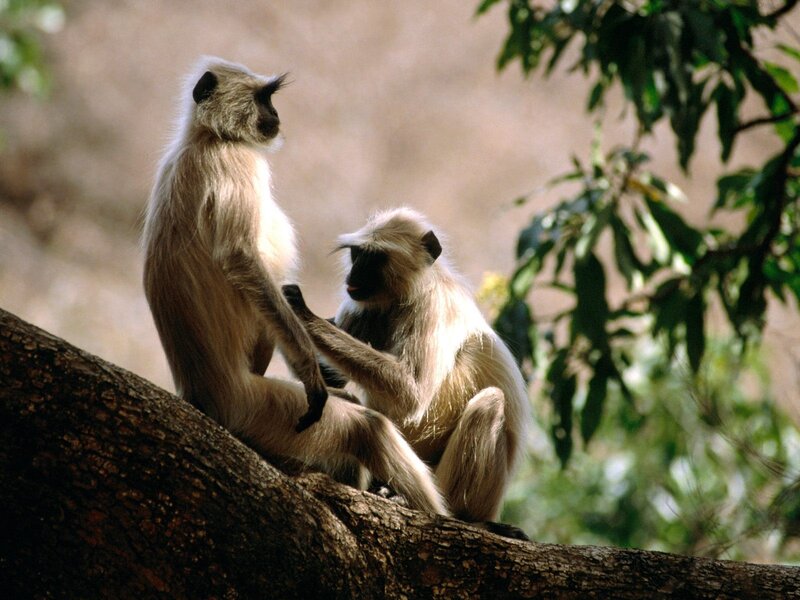 Two monkeys on a tree branch