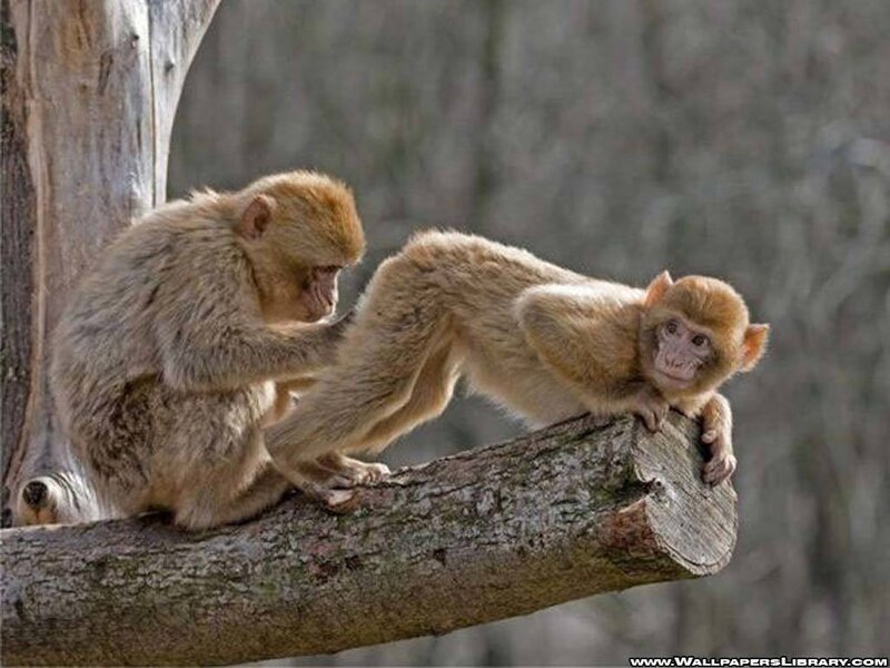 Two Monkeys on Branch