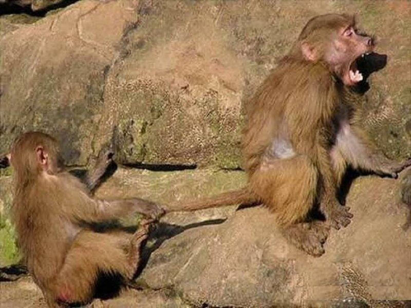 Two Monkeys on Rocks
