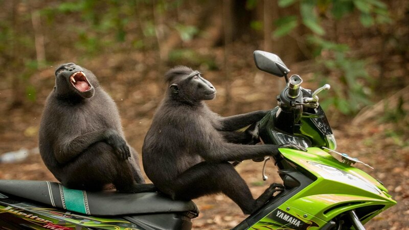 Two Monkeys on Scooter