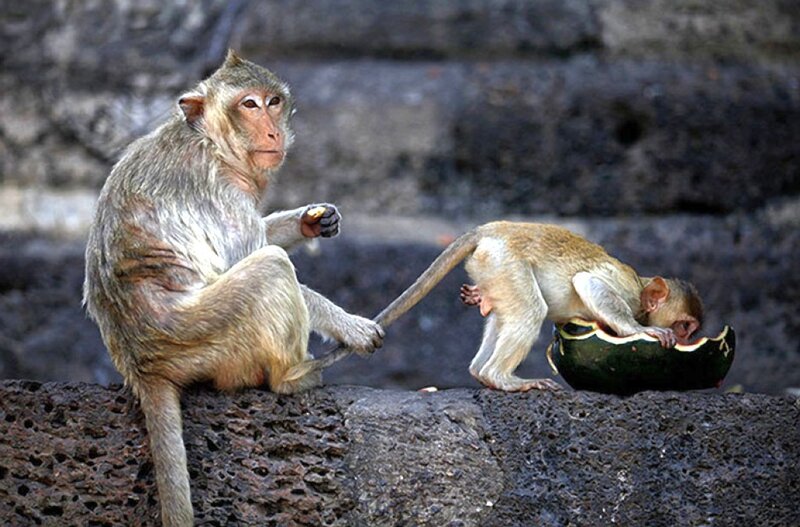 Two Monkeys on Stone