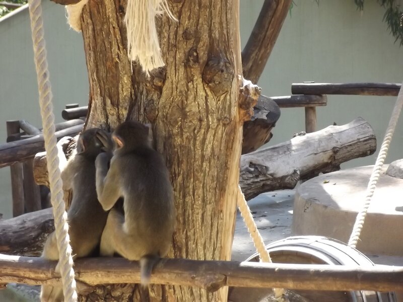 Two Monkeys on Tree — Brown