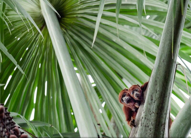 Two Monkeys on Tree