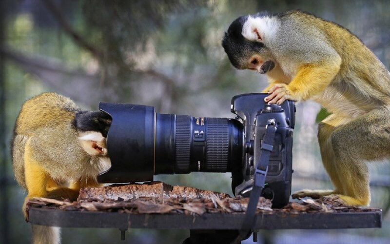 Two Monkeys with Camera