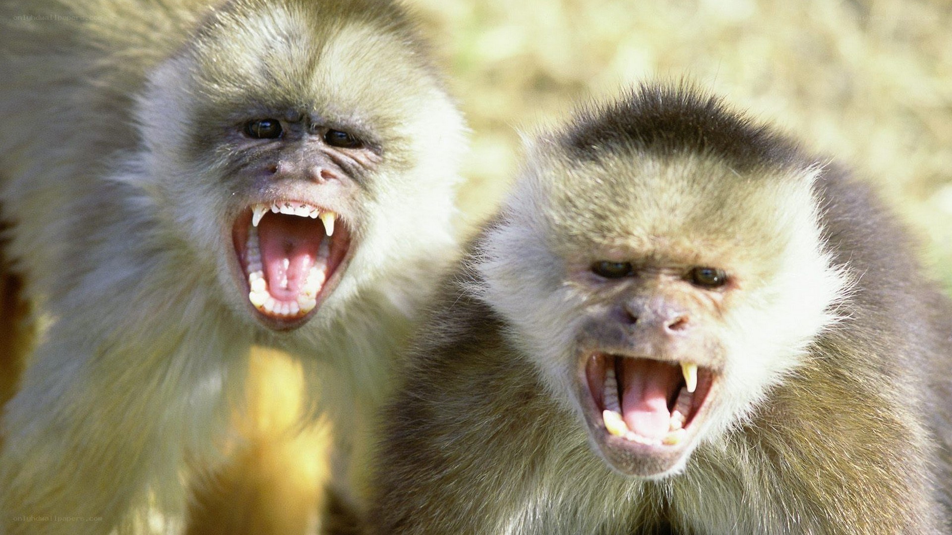 two monkeys with open mouths