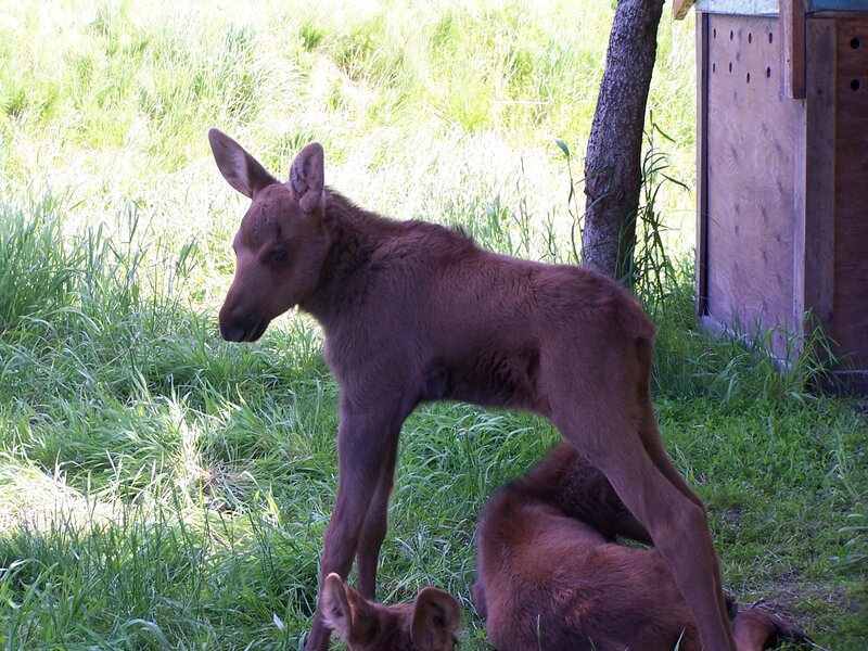 Two Moose Calves