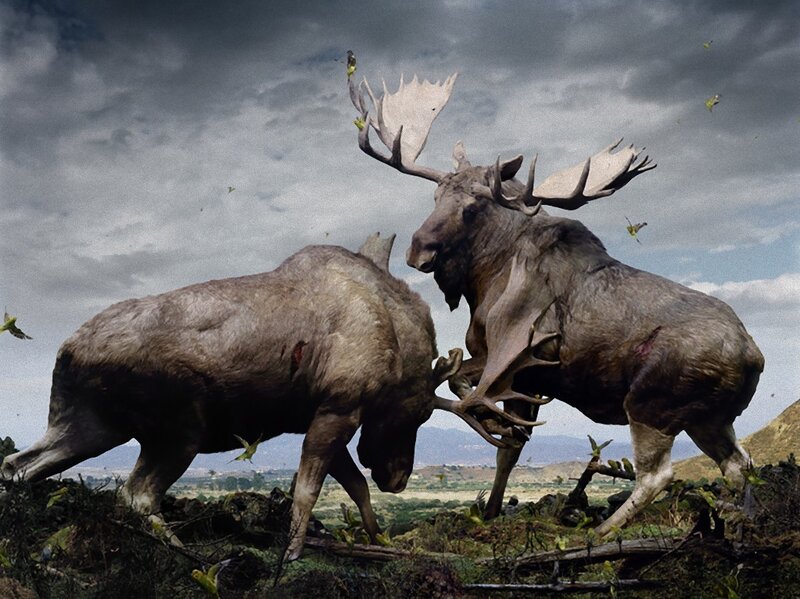 Two Moose Fighting