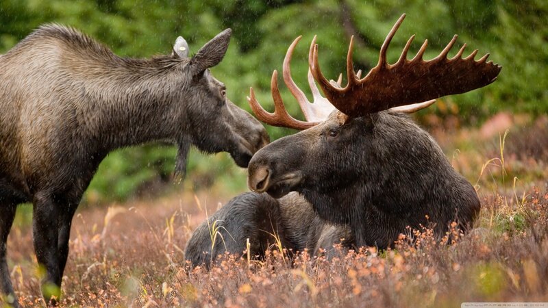 Two Moose in Field