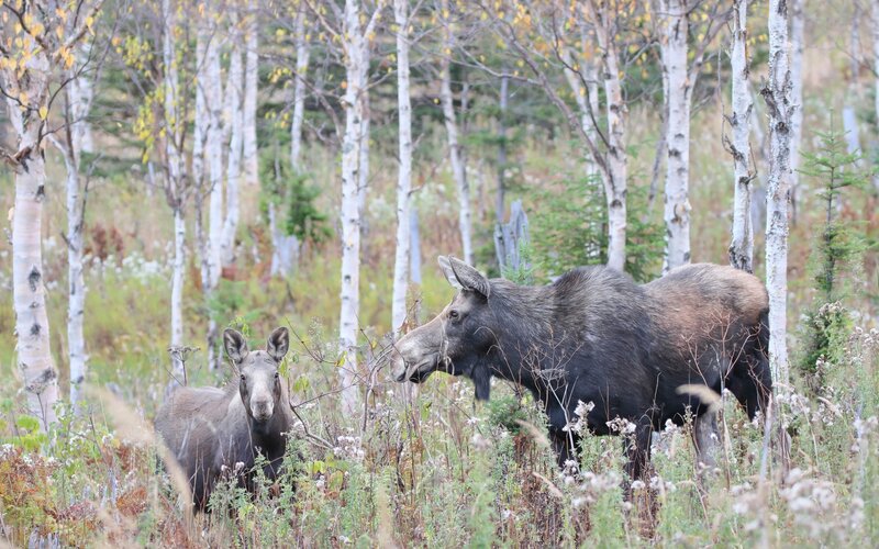 Two Moose in Forest — Green