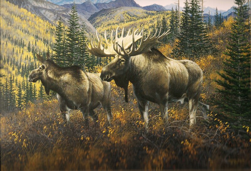 Two Moose in Forest