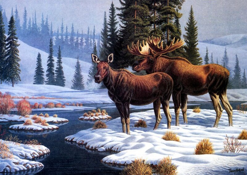 Two Moose in Snow — Brown