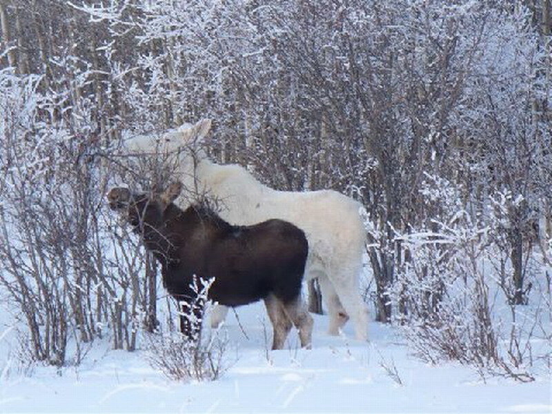 Two Moose in Snow