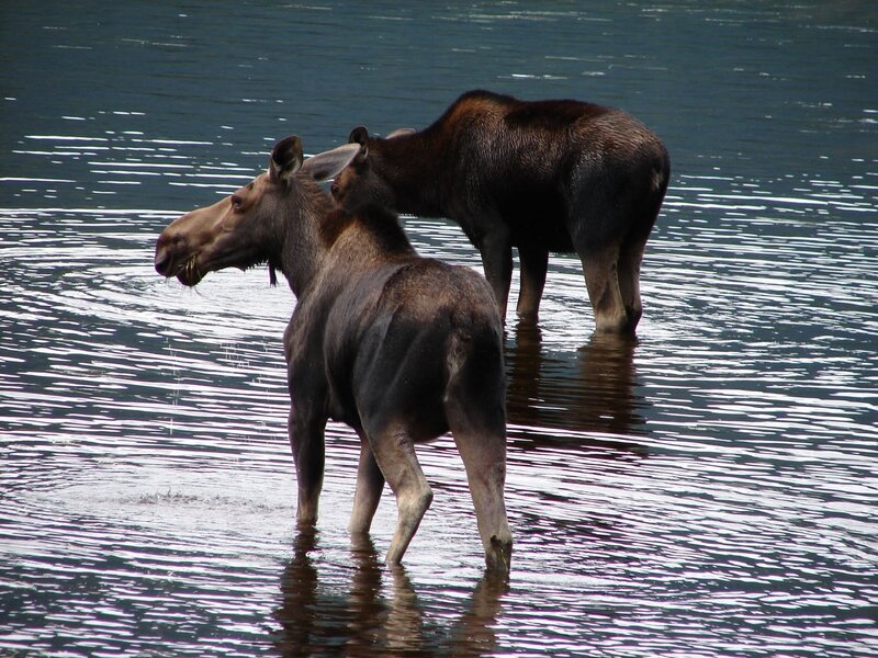 Two Moose in Water
