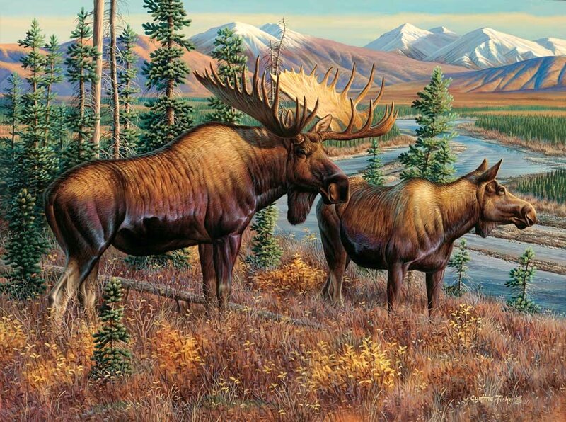 Two Moose in Wilderness