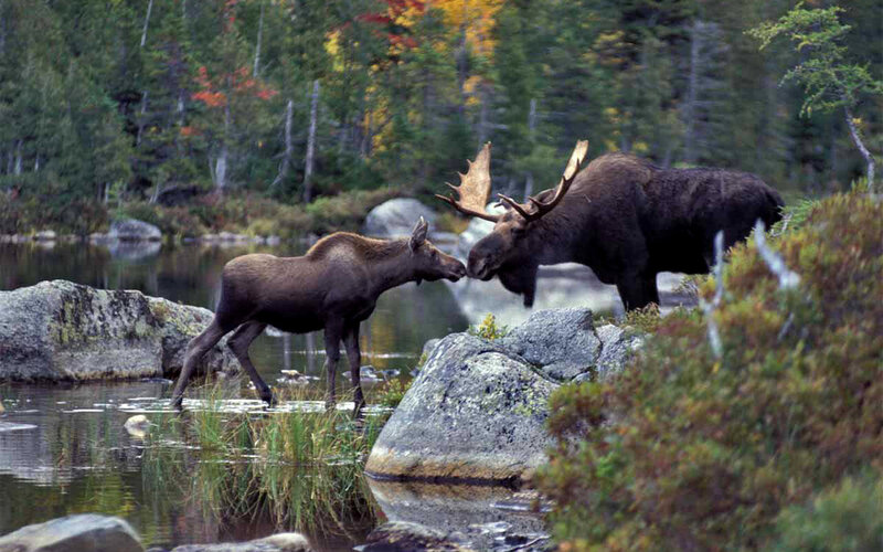 Two Moose Interacting