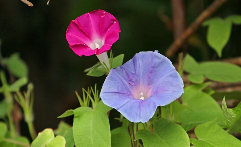 Two Morning Glory Flowers