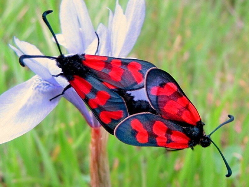 Two moths mating on a flower