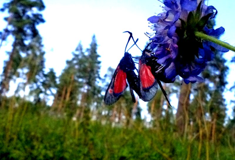 Two Moths on a Flower — Purple