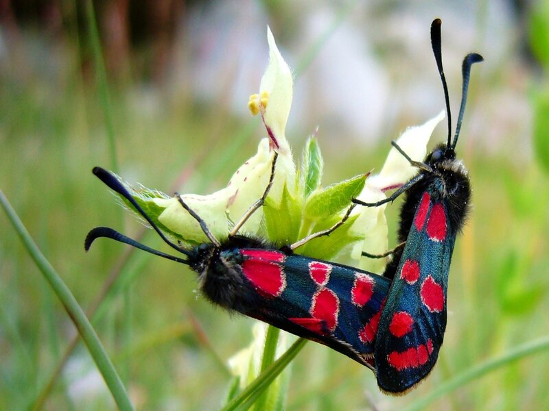 Two Moths on Flower — Red