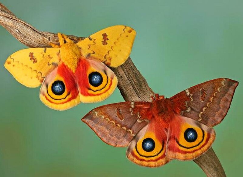 Two moths with eye spots