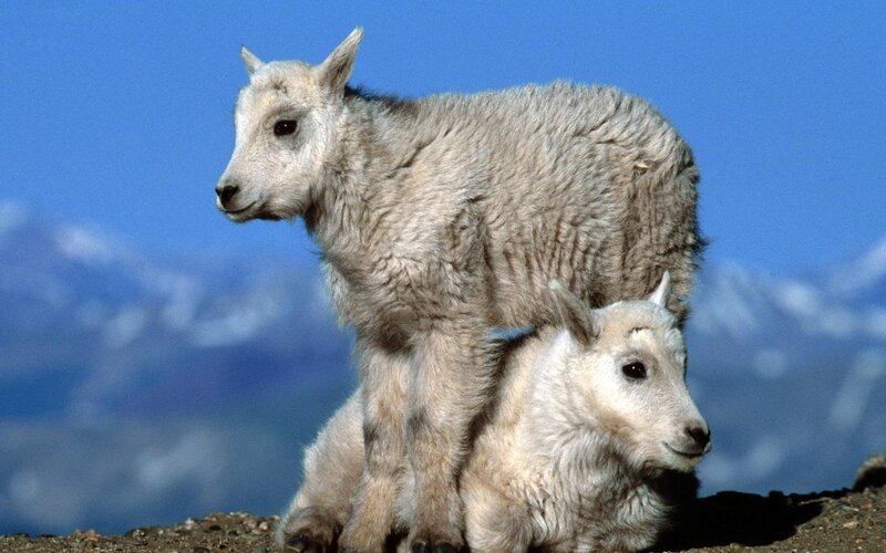 Two Mountain Goat Kids — Blue, Serene