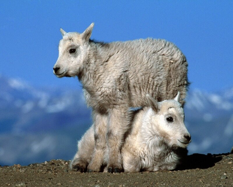 Two mountain goat kids