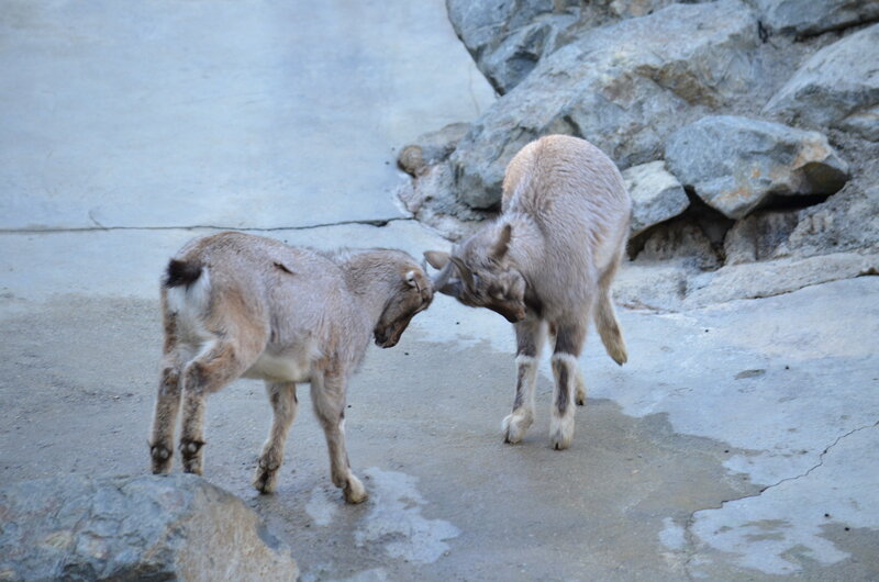 Two Mountain Goats — Gray