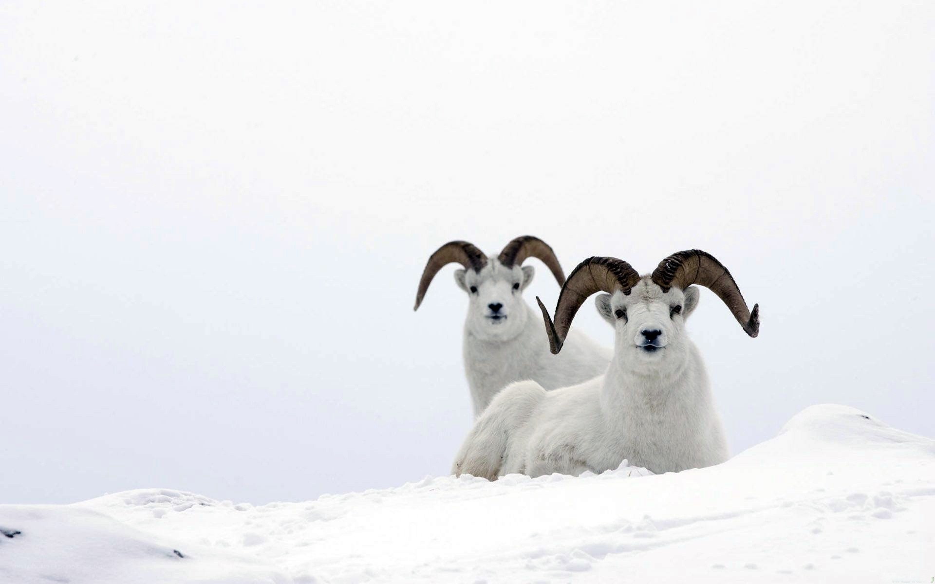 Two mountain goats in snow