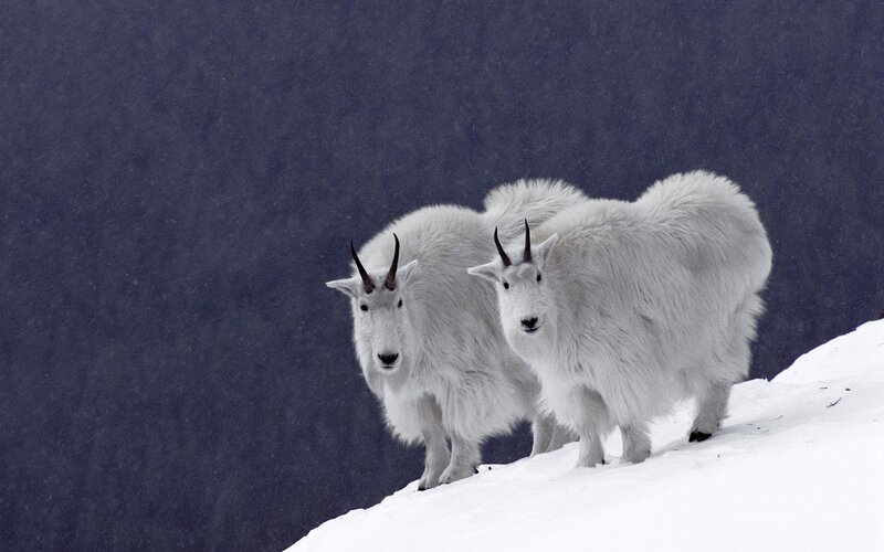 Two Mountain Goats — White, Dramatic