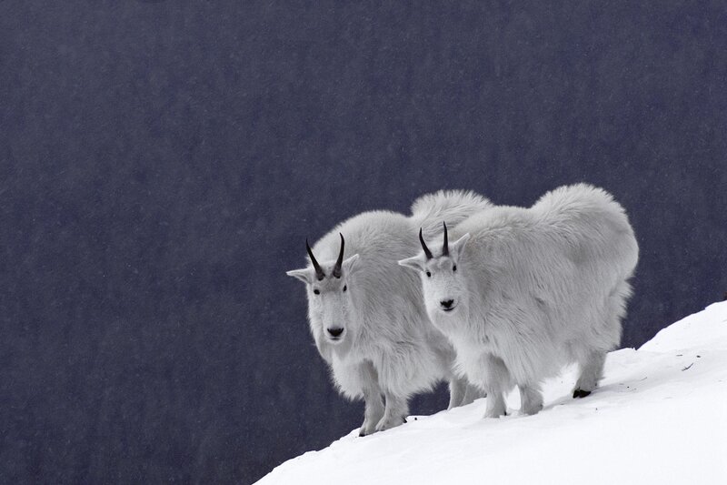 Two Mountain Goats — White, Dramatic, Winter, Photograph, Snow