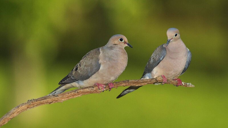 Two Mourning Doves — Brown, Calm