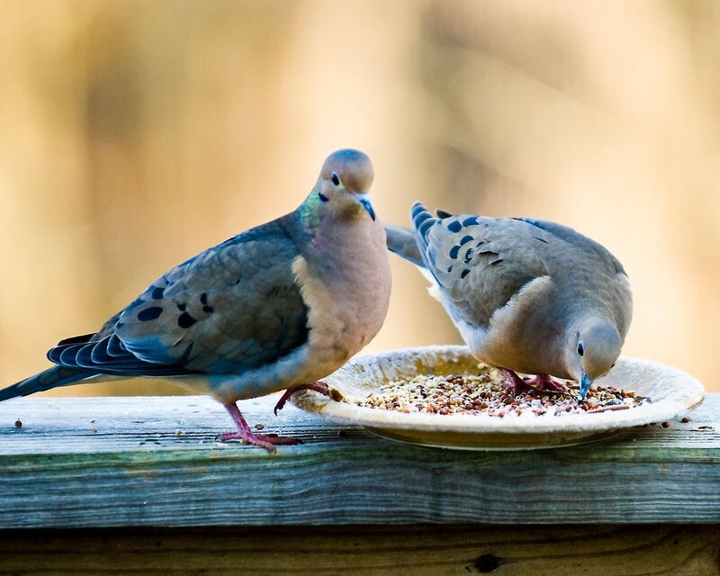 Two Mourning Doves — Brown