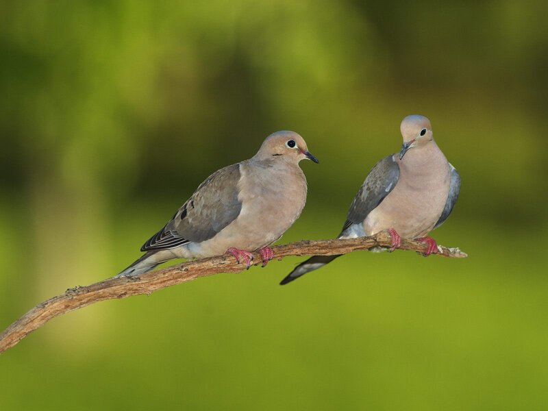 Two Mourning Doves — Green