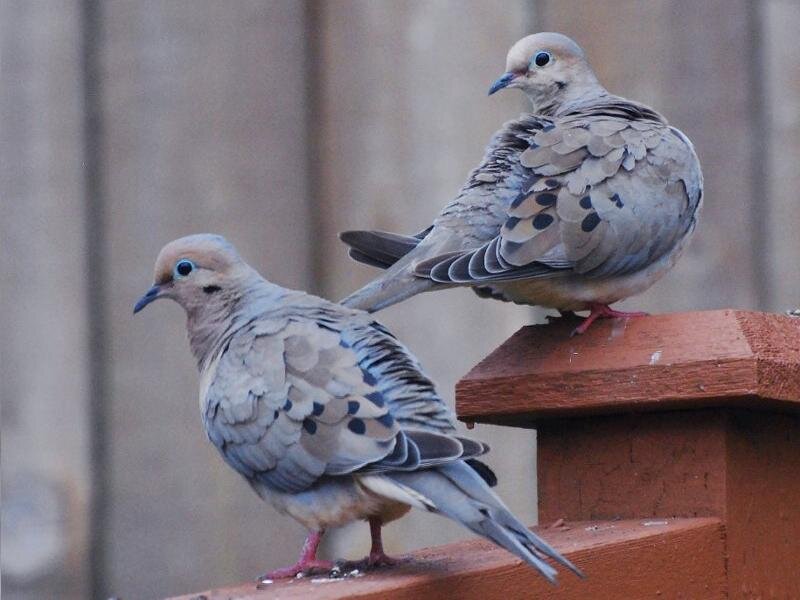Two Mourning Doves