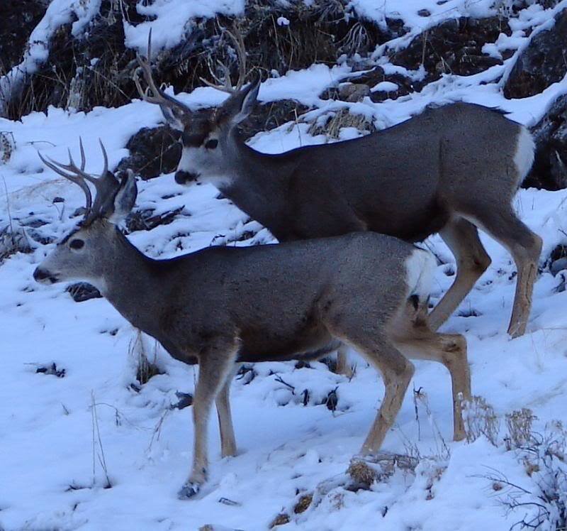 Two Mule Deer Bucks