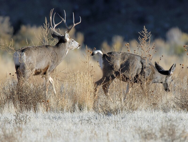 Two Mule Deer in Field