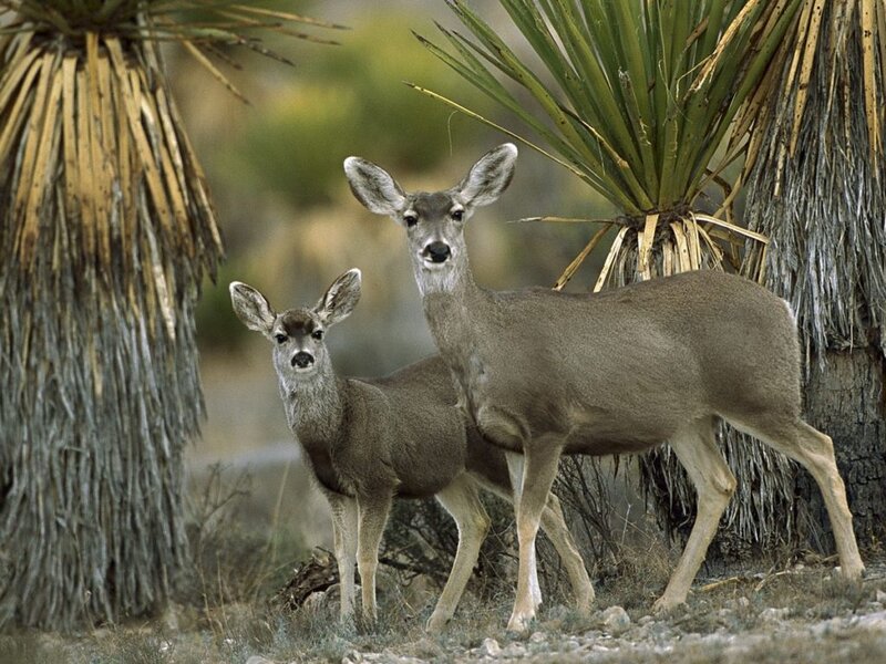 Two Mule Deer