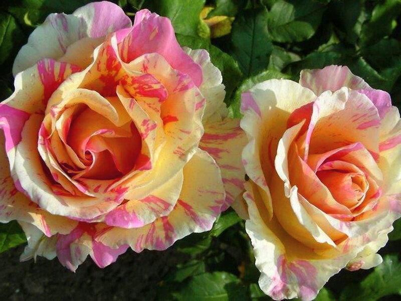 Two Multicolored Roses