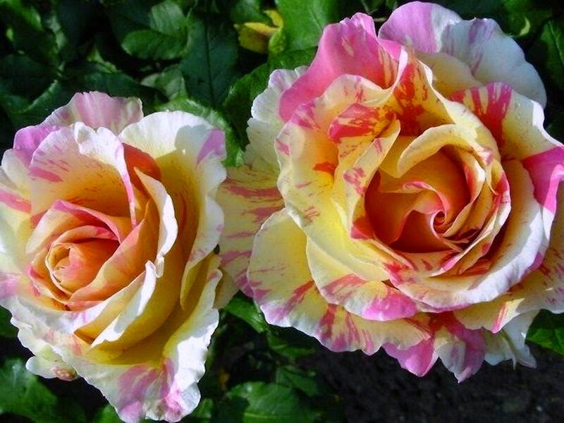 Two Multicolored Roses — Yellow